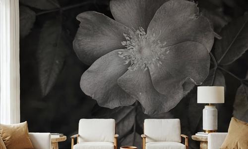 Wild Rose BW I