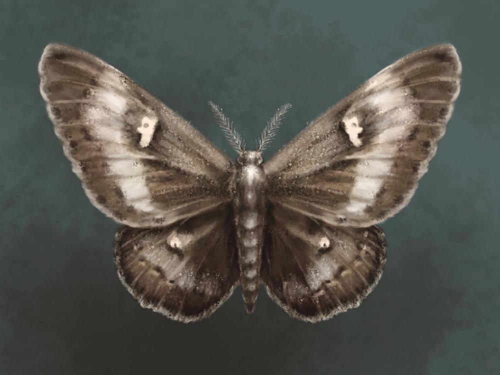 Elegant Moth I