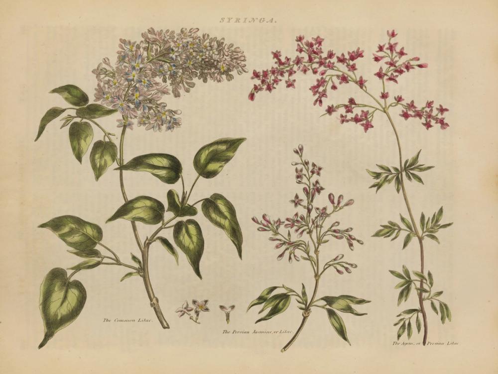 Herbal Botanical I