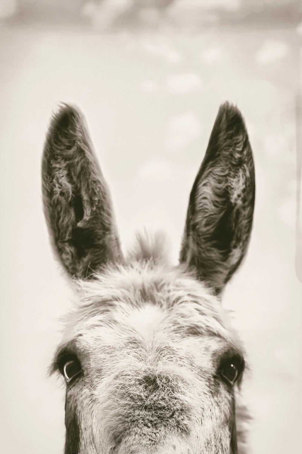 Downward Facing Donkey Sepia