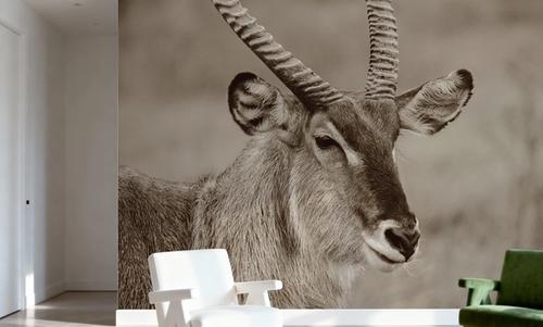 Waterbuck Portrait Sepia