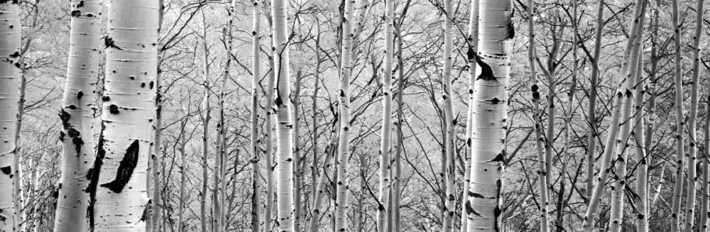 Silver Birch Symphony