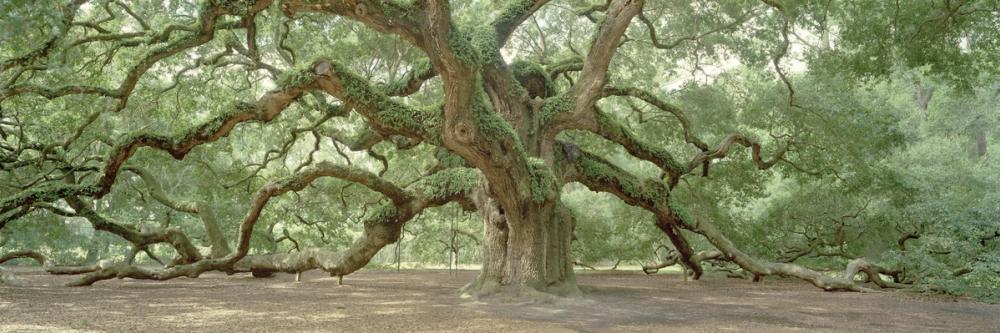 Angel Oak Tree