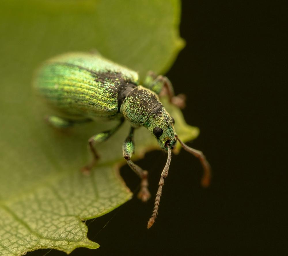 Green Beetle I