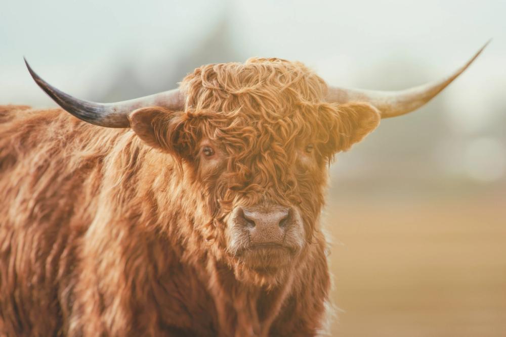 Highland Cow Pastures II