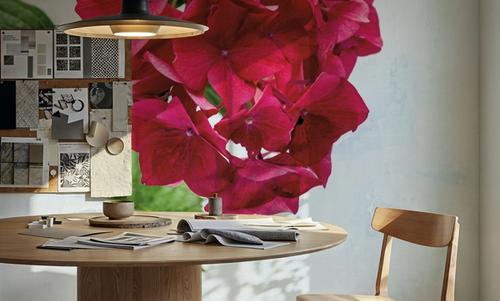 Bright Red Hydrangea
