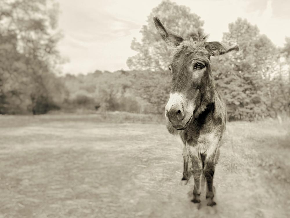 Donkey Tilt Sepia