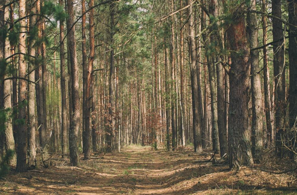 Alo ne in the Forest