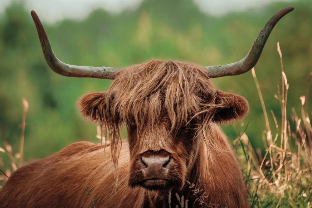 Highland Meadow Portrait