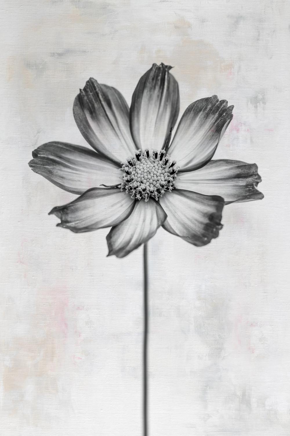 Wonderful Wildflowers IV Neutral