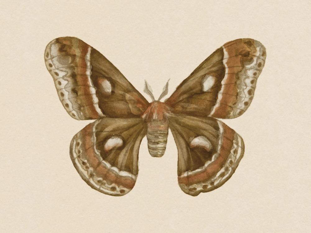 Spooky Halloween Moth I