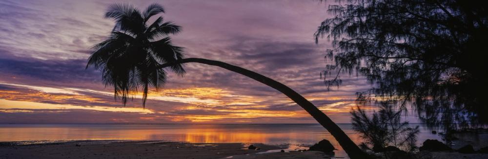 Aitutaki Palms