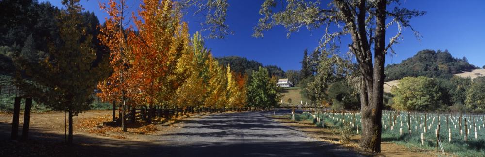 Autumn Vineyard Lane
