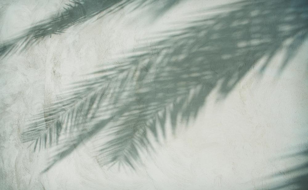 Palm Shadow I