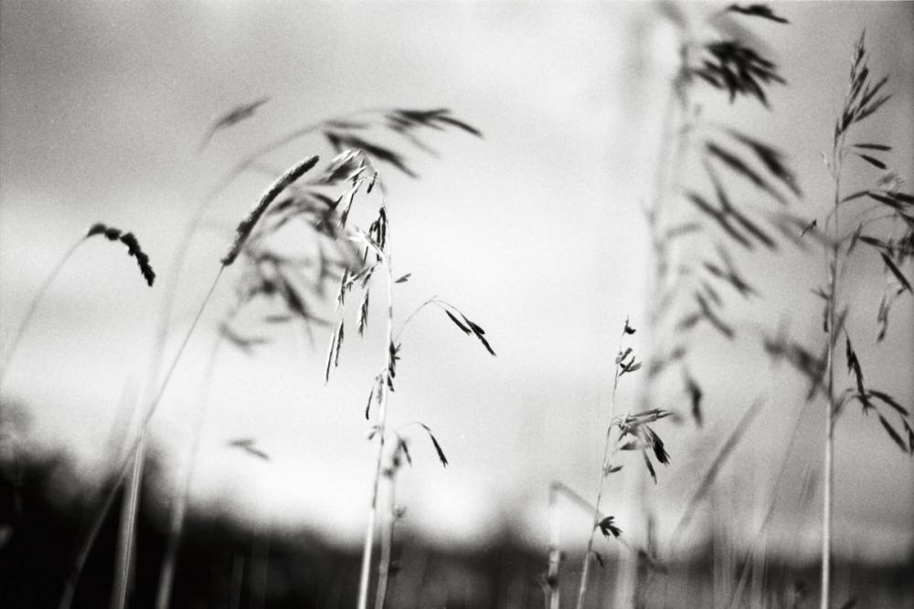 Windy Wheat Fields I