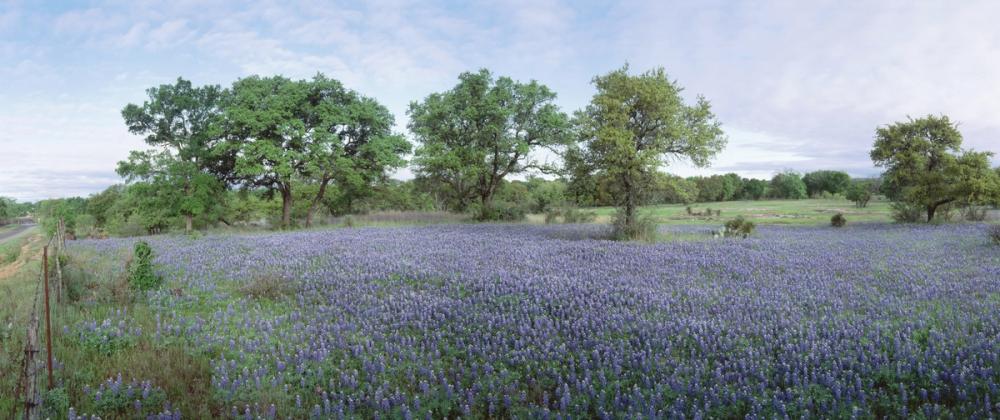 Texas Bluebonnet Paradise