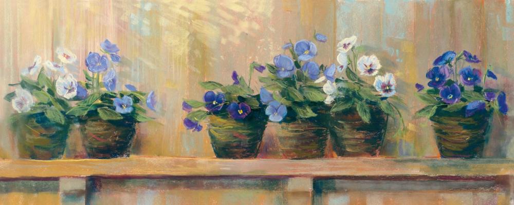 Violets in Pots