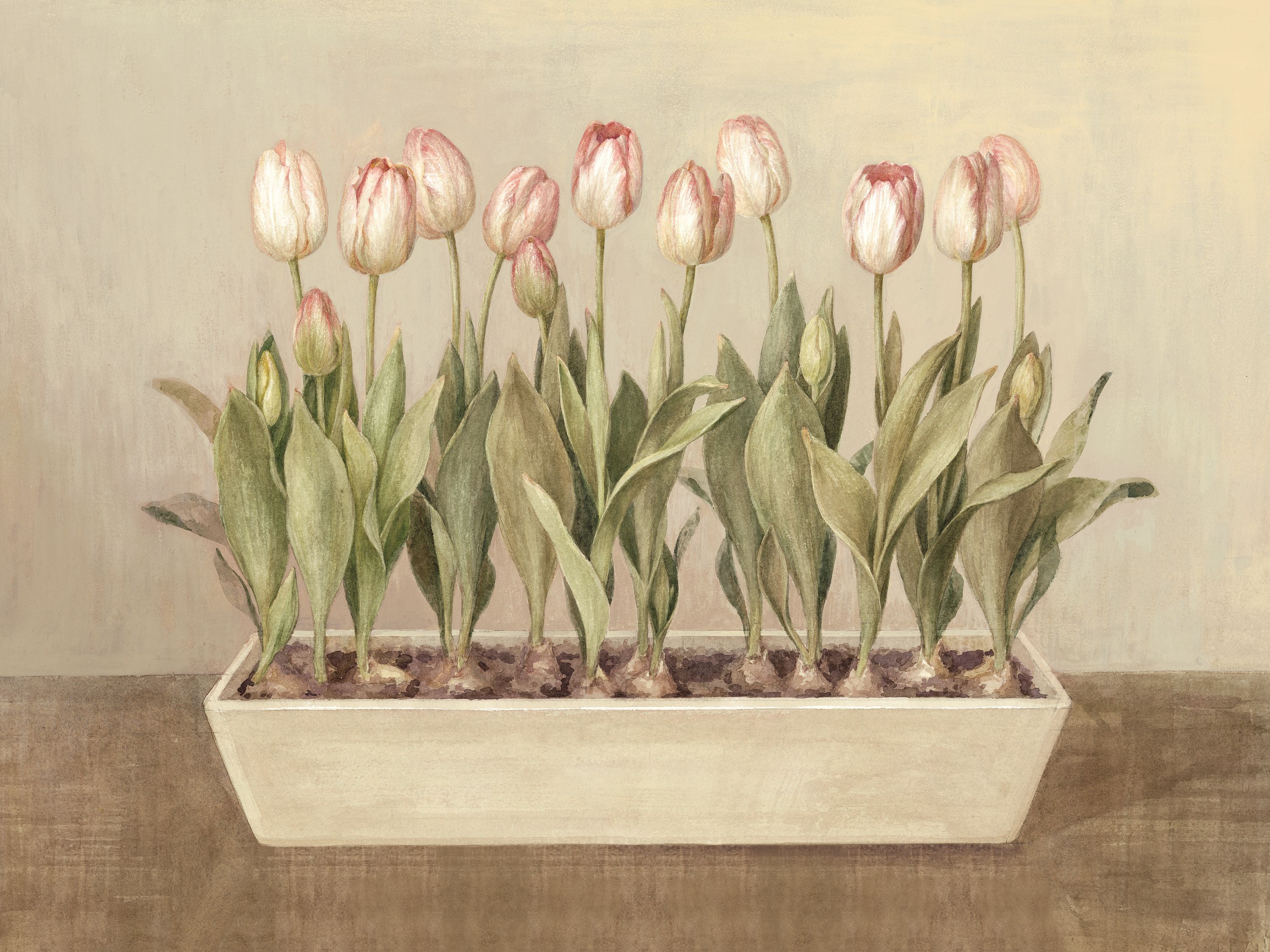 Tulip Friends II