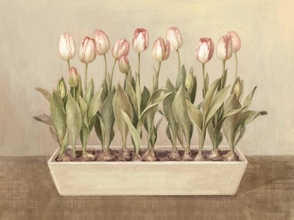 Tulip Friends II