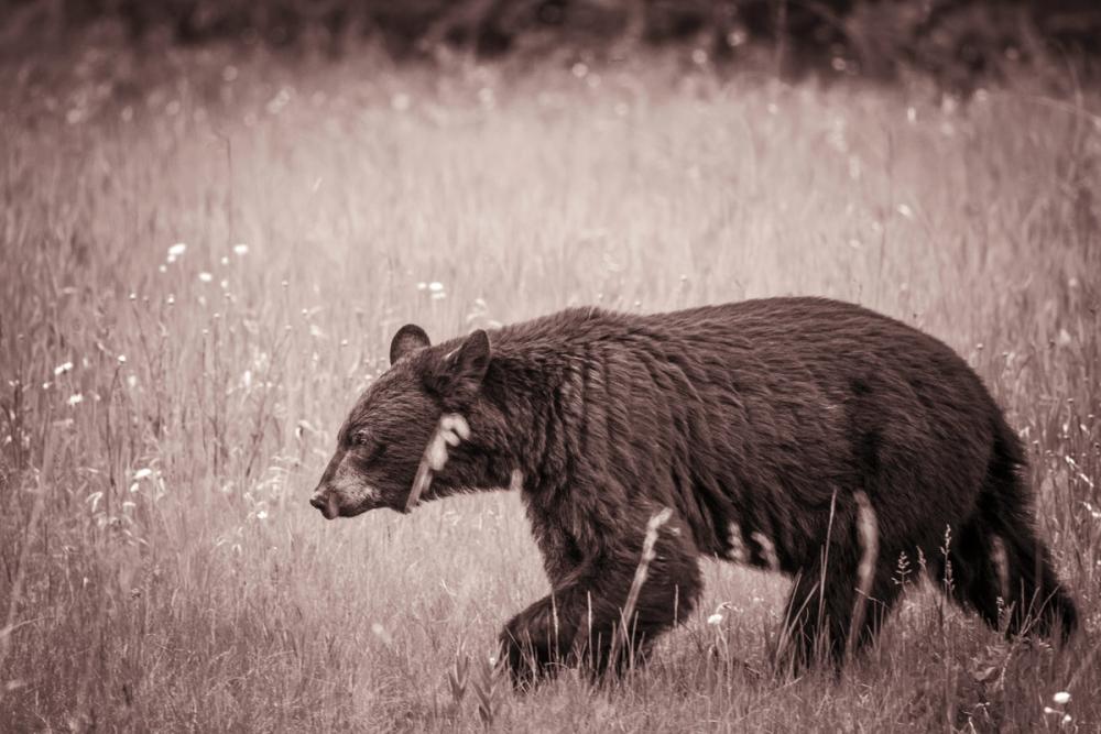 Black Bear in British Columbia Sepia Tones
