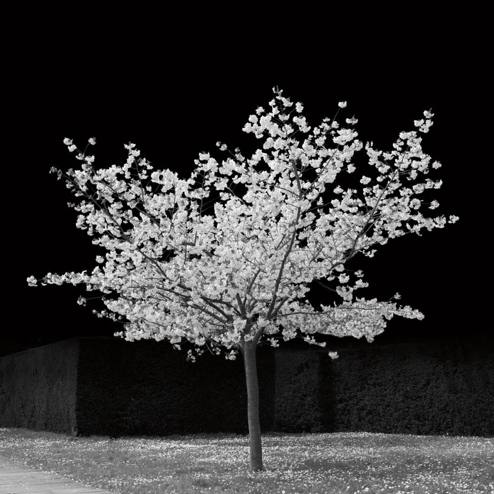 The Blossom Tree