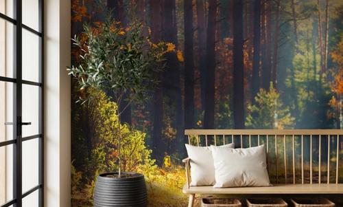 Autumn Forest Morning