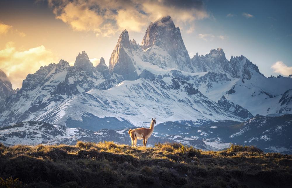 Patagonia Guanaco