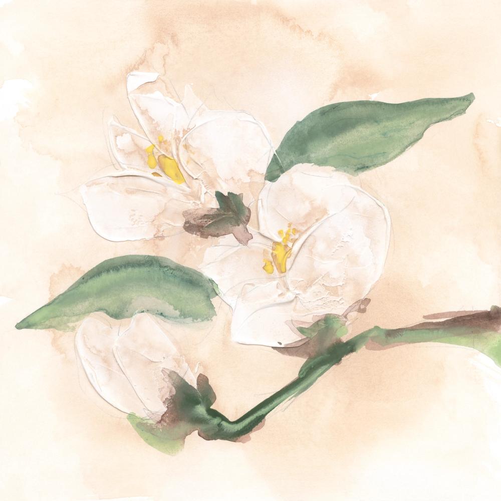 Dimensional Magnolia II