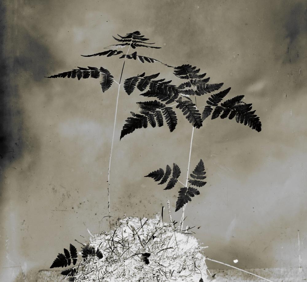 Glass Plate Botanical II