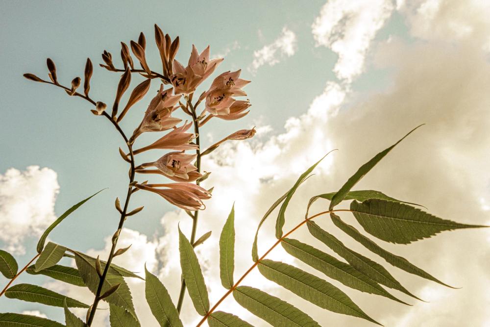 Reaching For the Sky