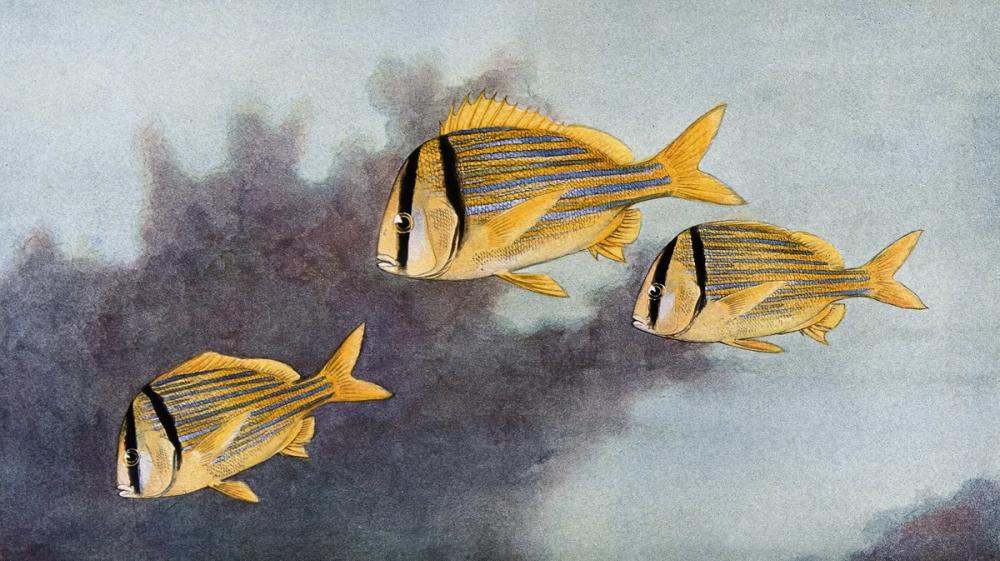 Pork Fish