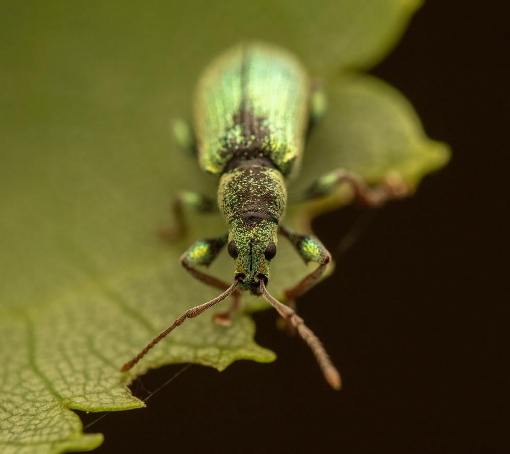 Green Beetle II