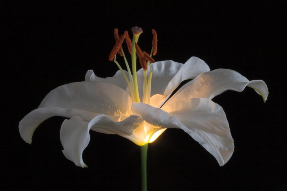 Lily Light