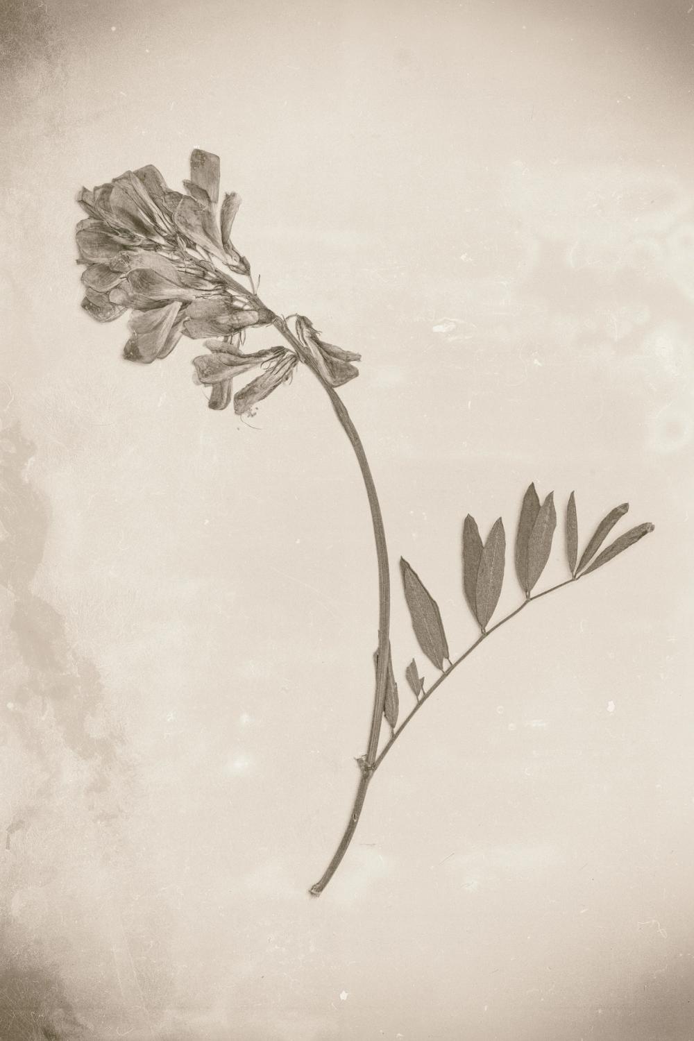 Wildflower Journal Vintage V