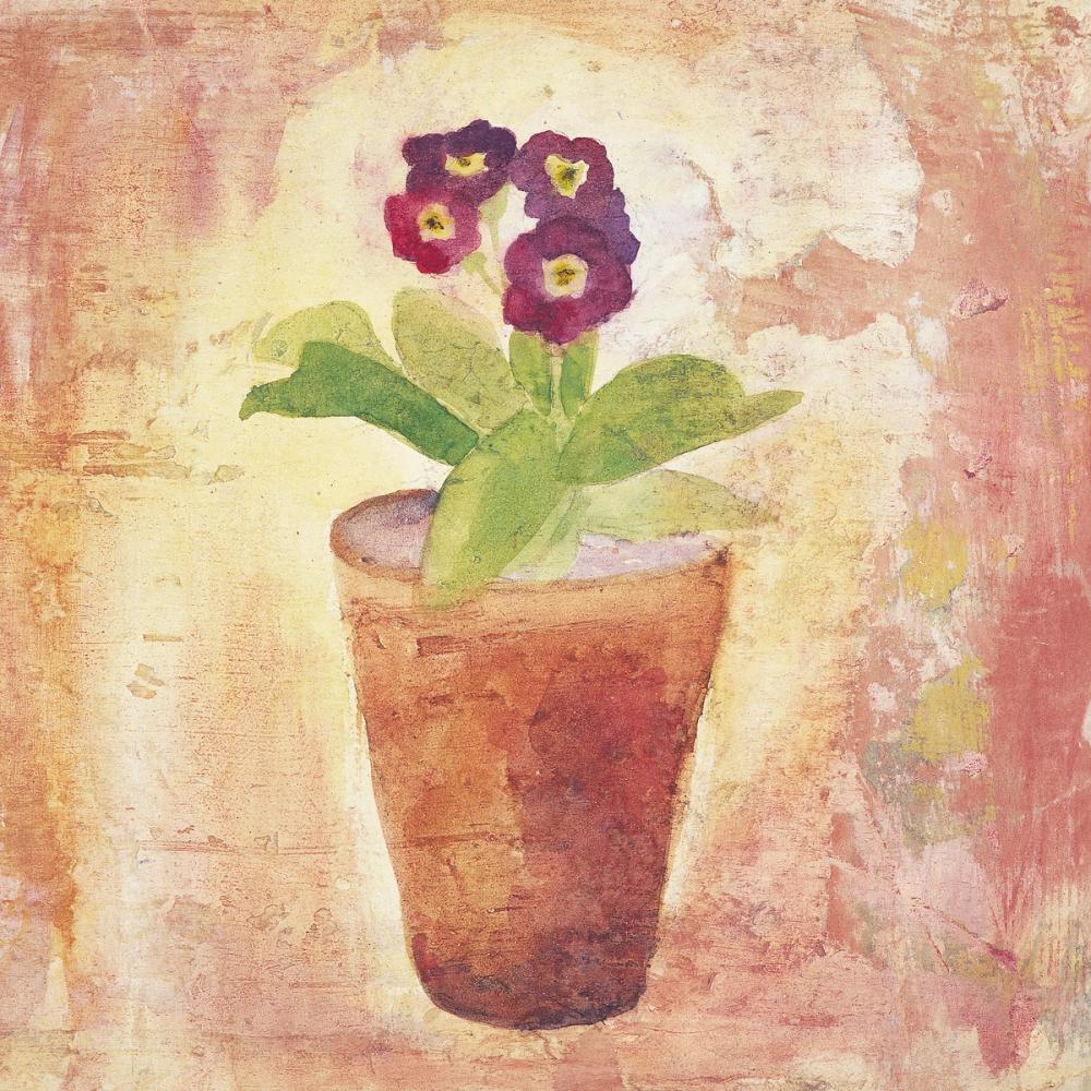 Auricula