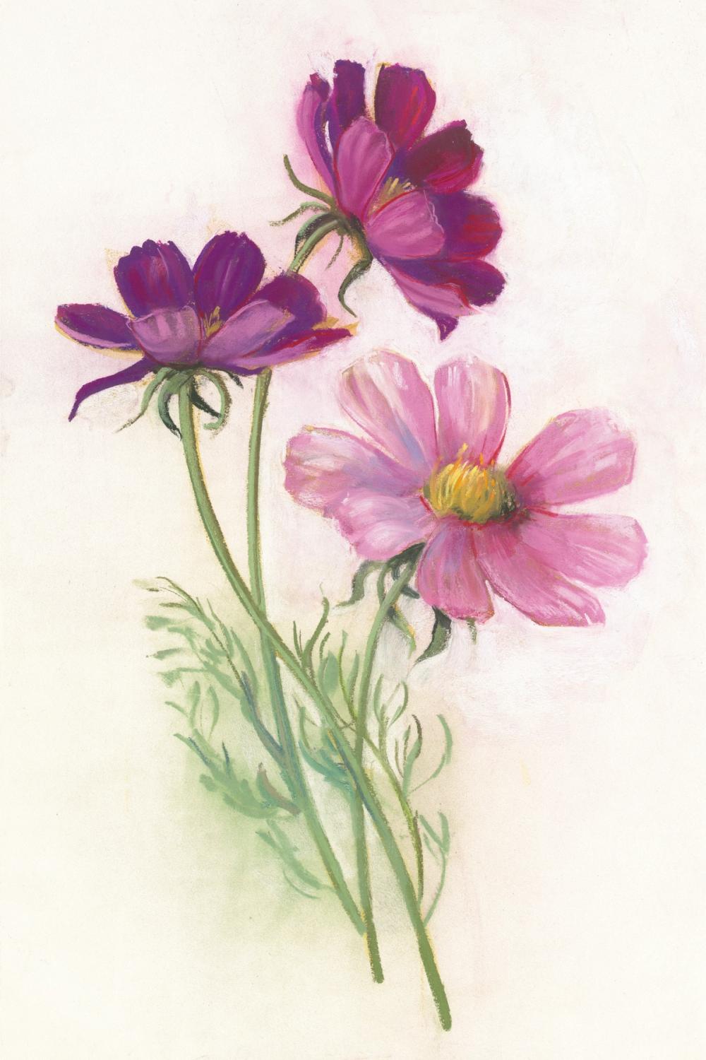 Purple Cosmos