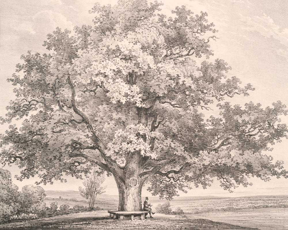 Queen Charlottes Tree Windsor Forest