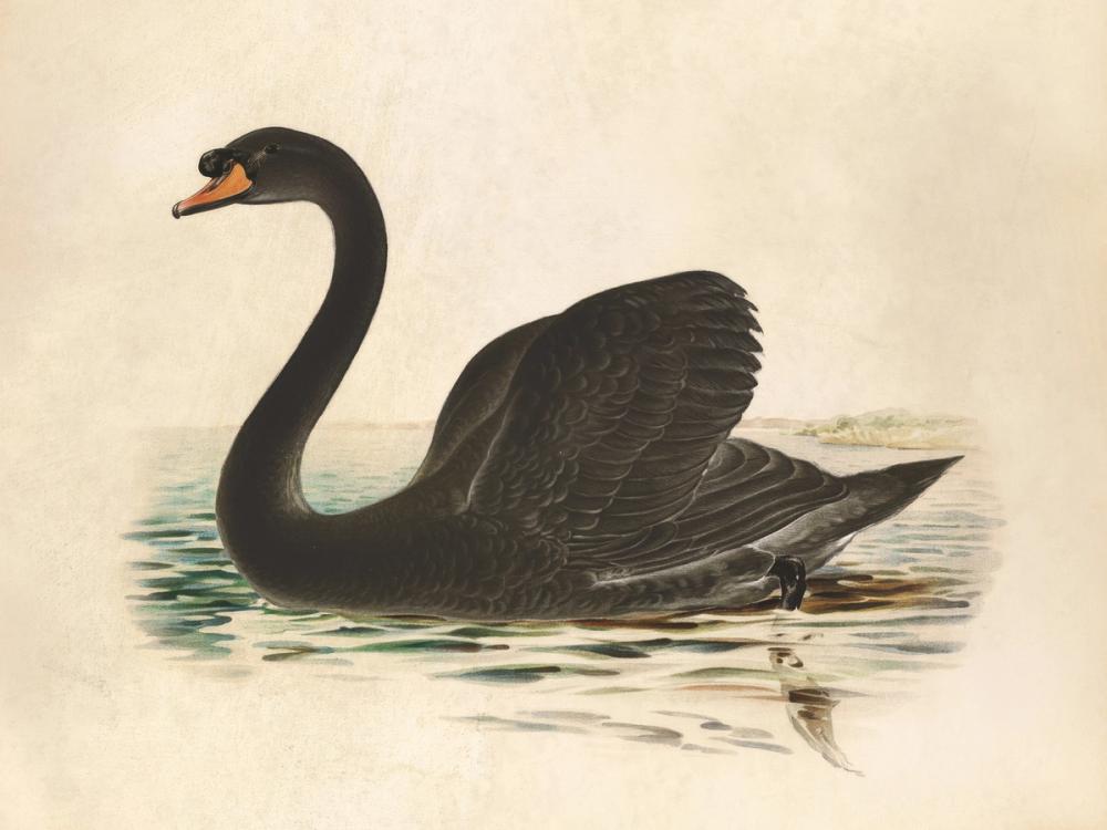 Antique Black Swan