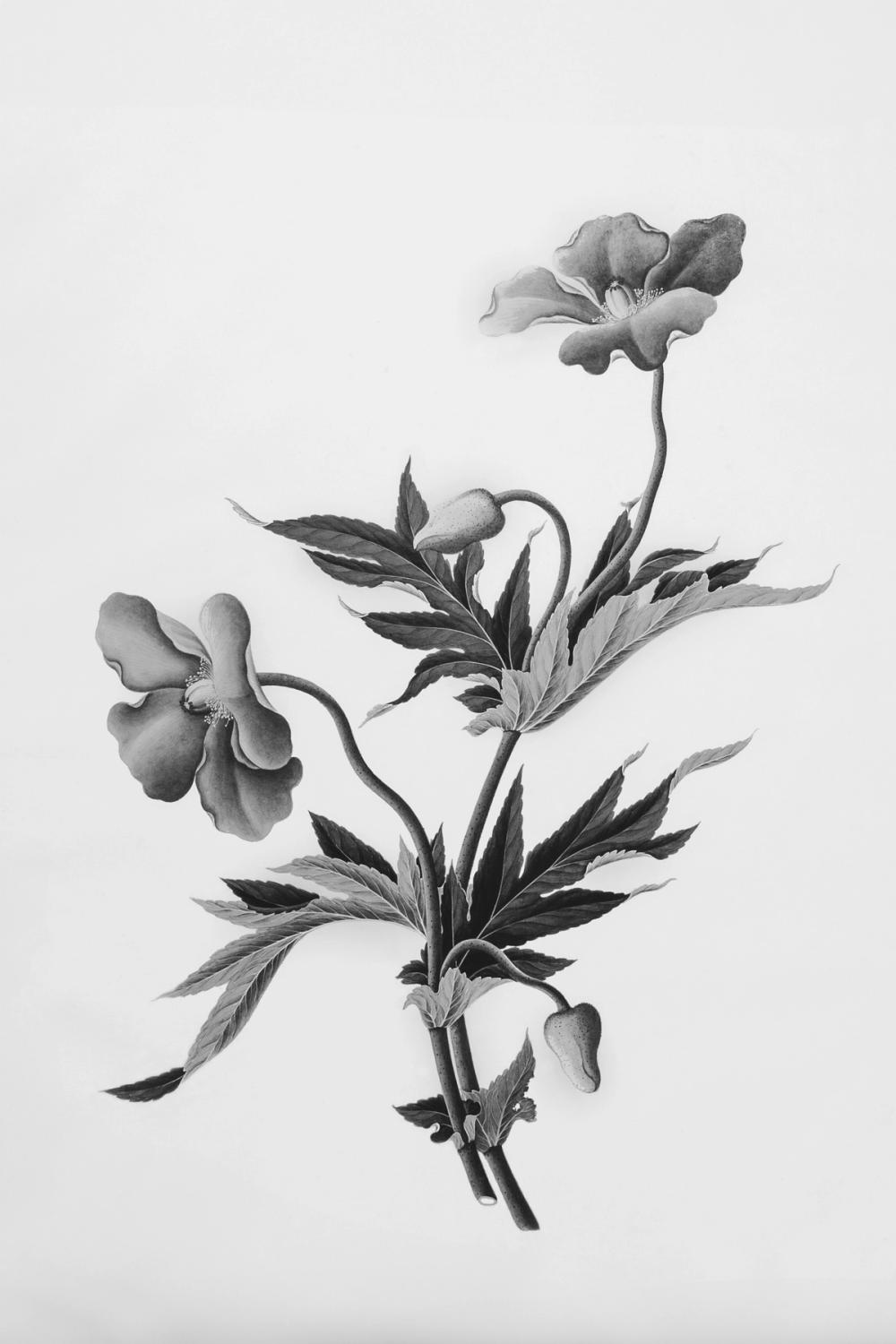 Botanical II