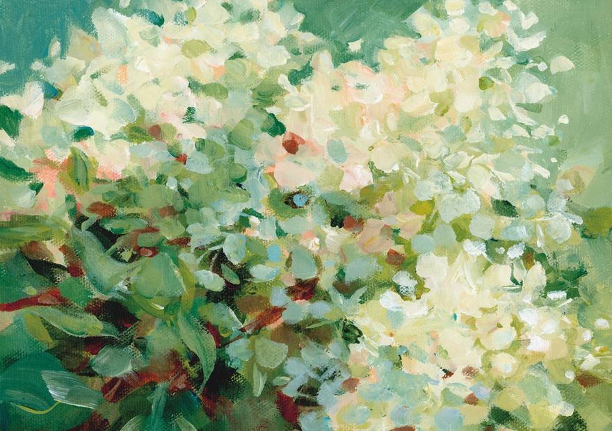 Humble Hydrangea