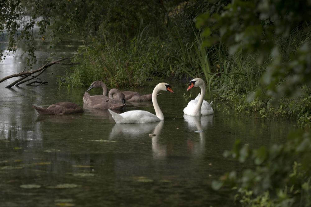 Swans Family