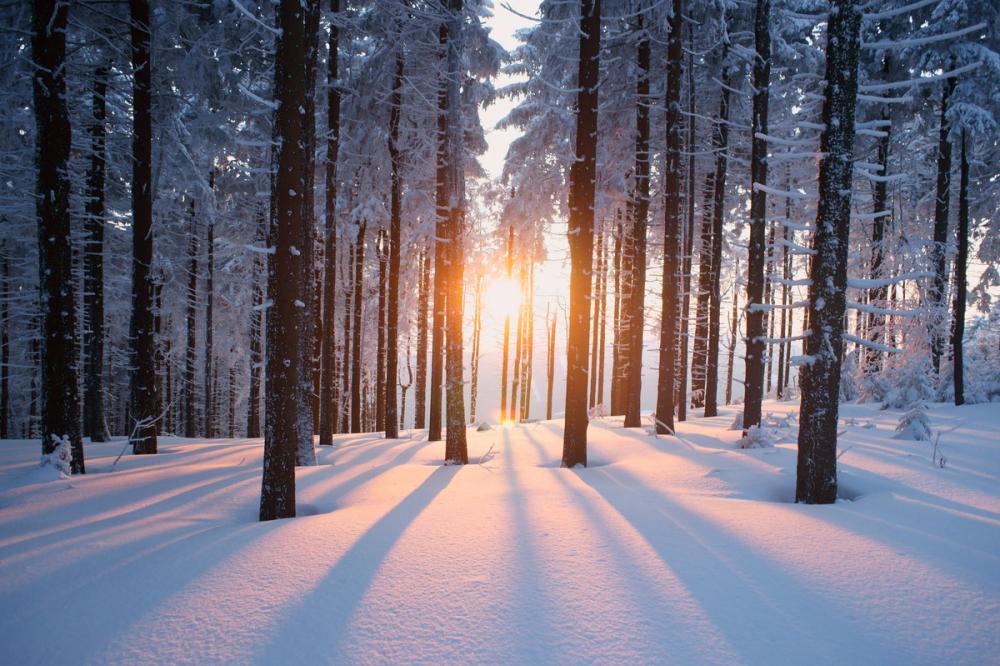 Snowy Woods at Sunset