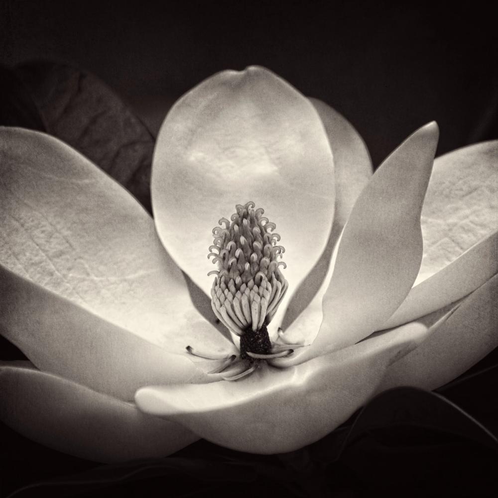 Moonlit Magnolia I