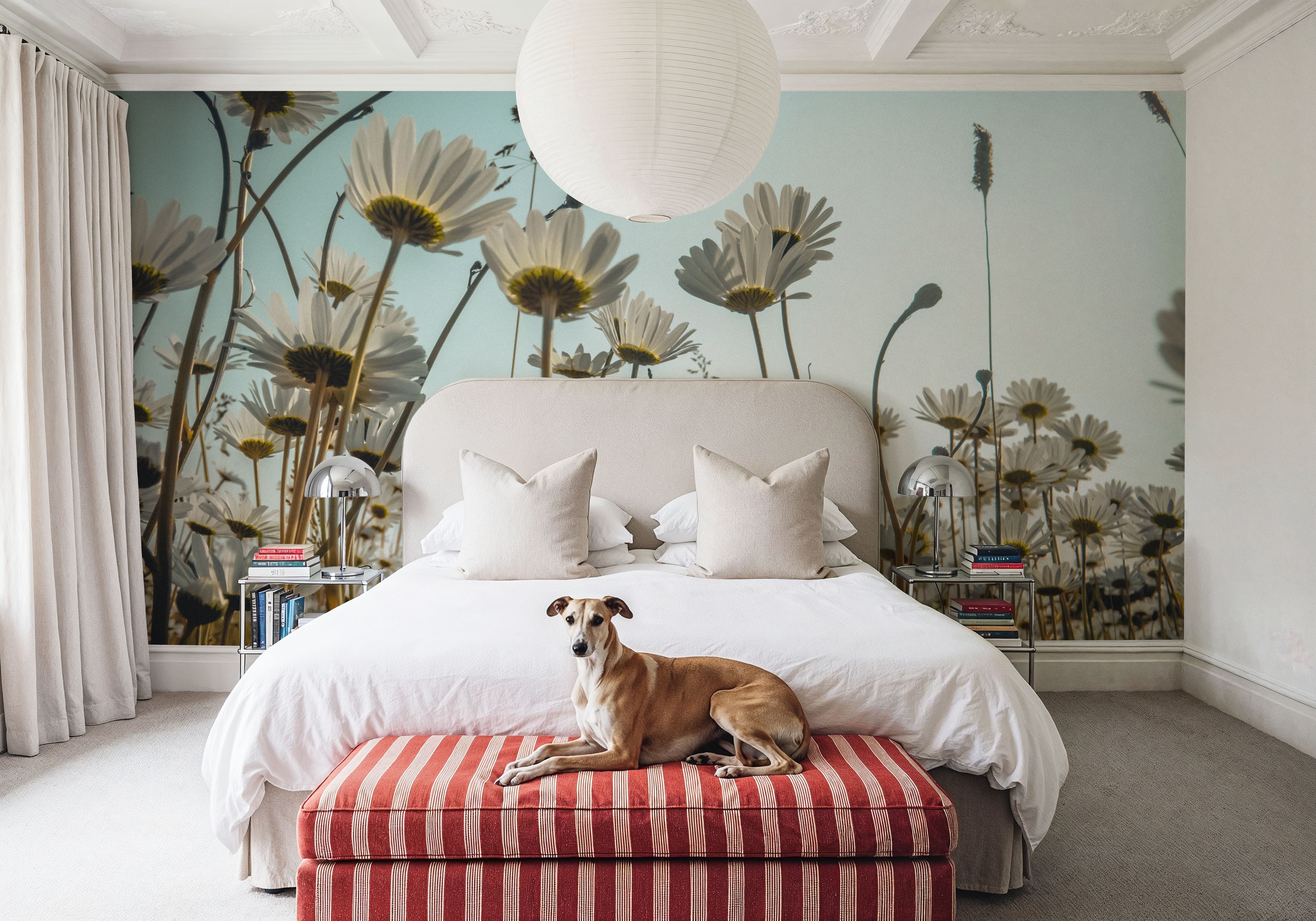 Summer Meadow Daisies