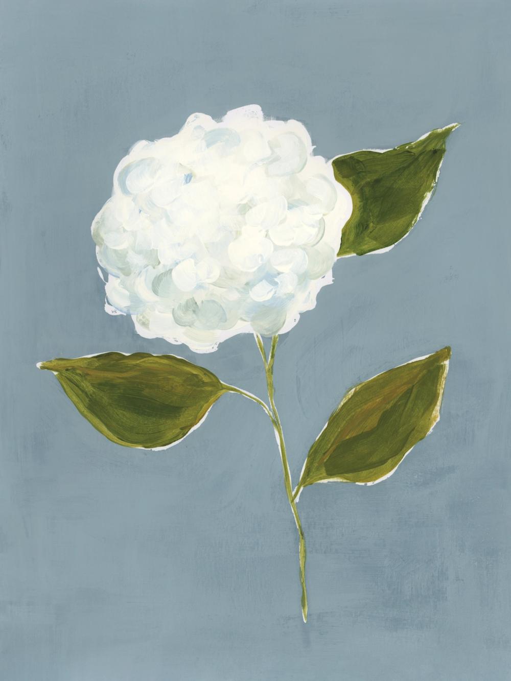 Dusty Blue Hydrangea II