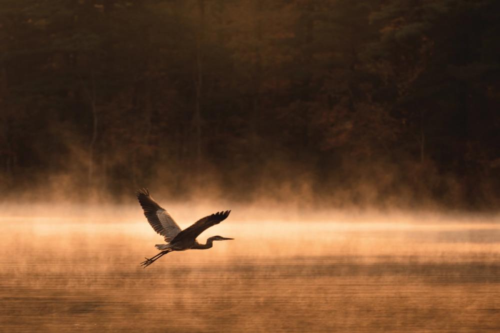 Heron in Flight