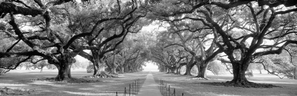 Oak Alley
