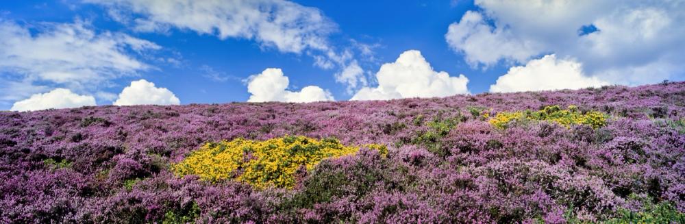 Blooming Heather Horizon