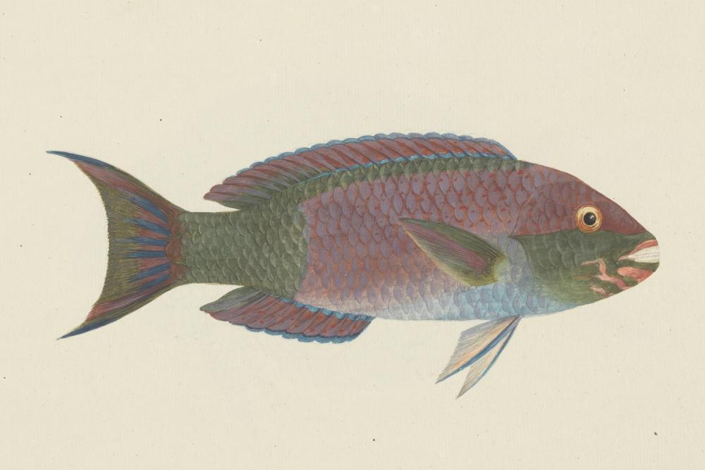 Parrotfish