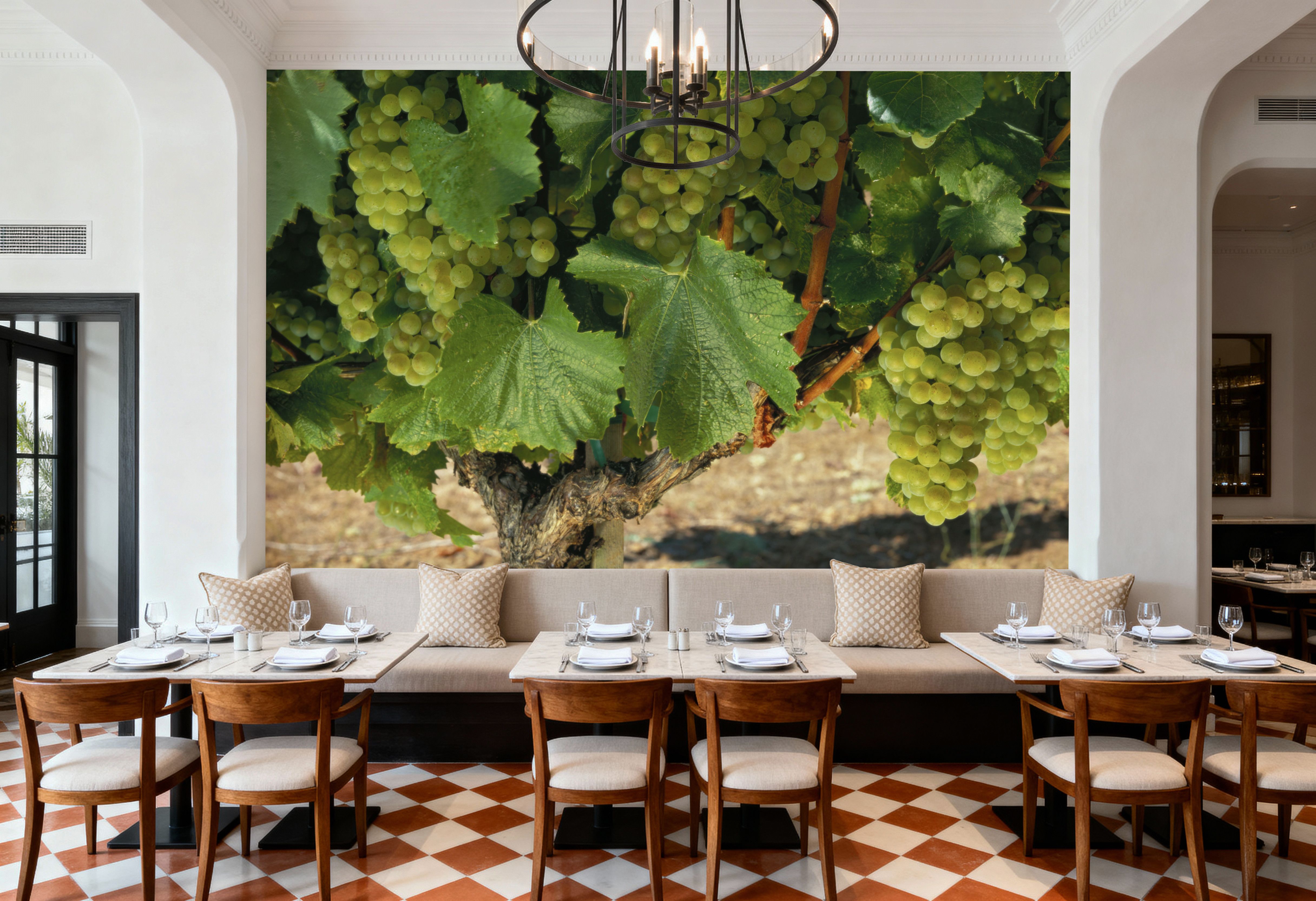 Napa Chardonnay Grapes